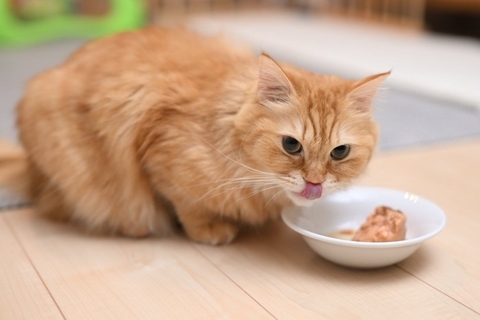 猫が『ご飯を少しだけ残す』理由5つ　なぜ食べきらないの？見直したいポイントも