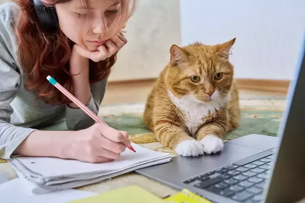 「早く回復して」「また会いたい！」　　体調悪化の「大学猫」のため、200万円以上の寄付が集まる　米国　