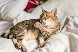 猫の『毛並みが悪くなる』5つの原因　良くする方法や正しいケアの方法も解説