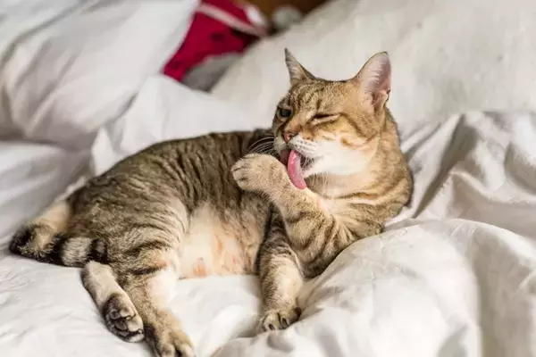 猫の『毛並みが悪くなる』5つの原因　良くする方法や正しいケアの方法も解説