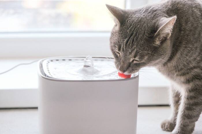 猫の『毛並みが悪くなる』5つの原因　良くする方法や正しいケアの方法も解説