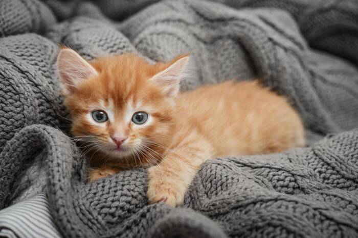 猫の『毛並みが悪くなる』5つの原因　良くする方法や正しいケアの方法も解説
