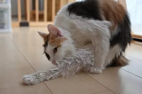 濡れている猫を『上手に乾かす方法』4選　時短に済ませるコツや工夫をご紹介