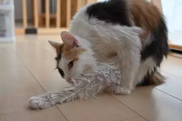 濡れている猫を『上手に乾かす方法』4選　時短に済ませるコツや工夫をご紹介