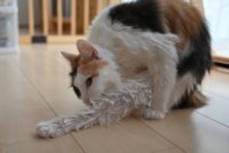 濡れている猫を『上手に乾かす方法』4選　時短に済ませるコツや工夫をご紹介