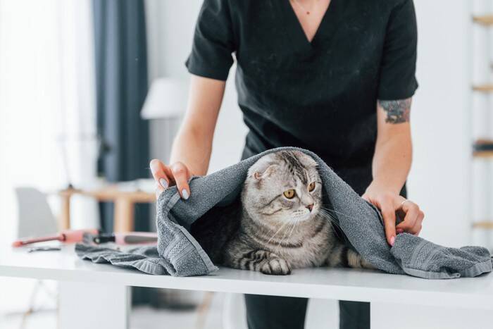 濡れている猫を『上手に乾かす方法』4選　時短に済ませるコツや工夫をご紹介