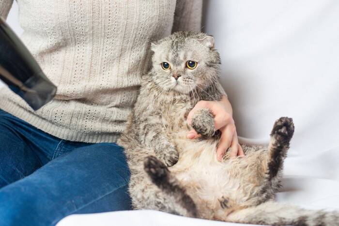 濡れている猫を『上手に乾かす方法』4選　時短に済ませるコツや工夫をご紹介