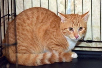 『人に不信感を抱く猫』にしてはいけない行為5選　絶対NGな理由から信用されるための接し方まで