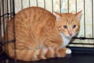 『人に不信感を抱く猫』にしてはいけない行為5選　絶対NGな理由から信用されるための接し方まで