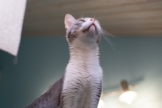 猫に関する『不思議な都市伝説』6つ　ウソ？本当？気になる真相をご紹介