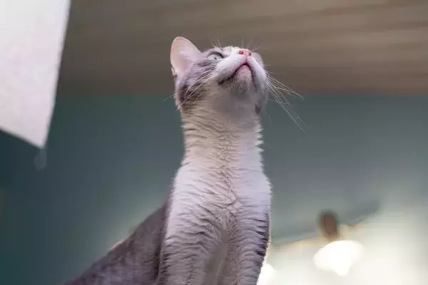 猫に関する『不思議な都市伝説』6つ　ウソ？本当？気になる真相をご紹介