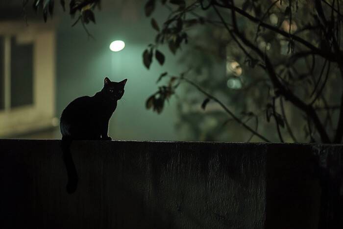 猫に関する『不思議な都市伝説』6つ　ウソ？本当？気になる真相をご紹介