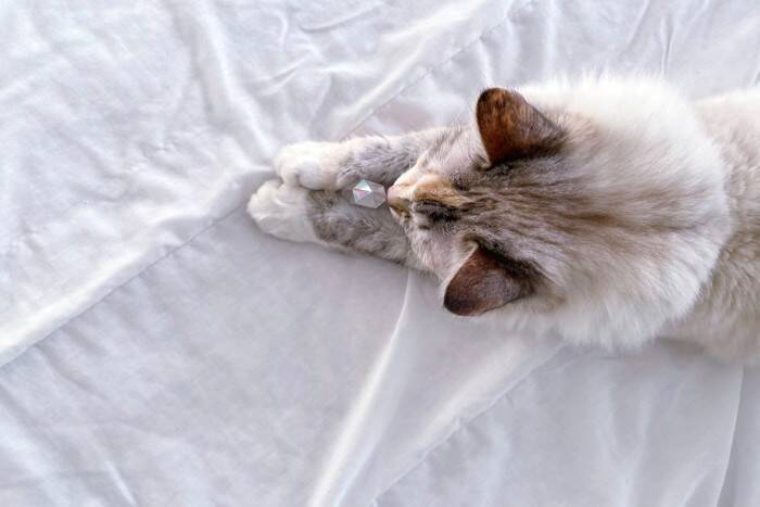 猫に関する『不思議な都市伝説』6つ　ウソ？本当？気になる真相をご紹介