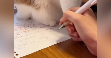 宿題をしようと手を動かしたら、ネコが……爆笑必至の『鉄壁のガード』が197万再生「先生ゆるしてくれる」「力強めで笑ったｗ」