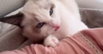 噛んできた猫を『猫語で叱ってみた』結果…信じられないほど上手い『鳴き真似』と『驚きの展開』に「レベルが高すぎるｗ」「凄い」と33万再生