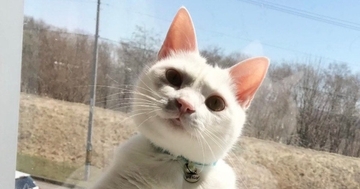 ふと、『窓辺にいる猫』を見たら…想像以上に『おっさんすぎる光景』に「公園とかで見たことあるｗ」「よく来たなと言ってそうｗ」と１万いいね