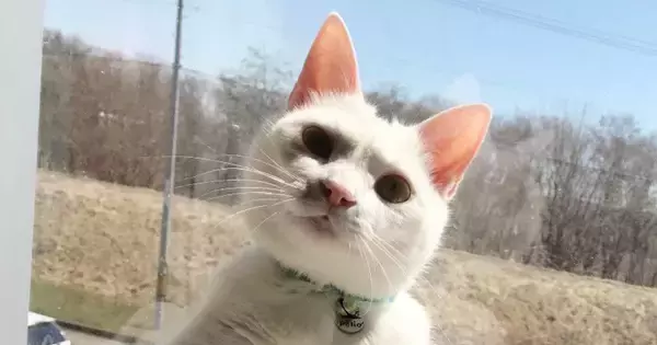 ふと、『窓辺にいる猫』を見たら…想像以上に『おっさんすぎる光景』に「公園とかで見たことあるｗ」「よく来たなと言ってそうｗ」と１万いいね