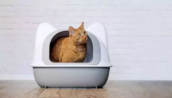 猫の『トイレが臭くなる』4つの原因　頭を悩ませるニオイの消臭対策もご紹介