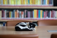 本が大好きニャン！　熱心に「図書館通い」を続けた猫たち　英国