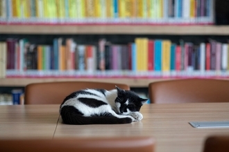 本が大好きニャン！　熱心に「図書館通い」を続けた猫たち　英国