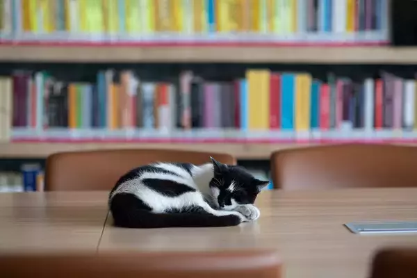本が大好きニャン！　熱心に「図書館通い」を続けた猫たち　英国