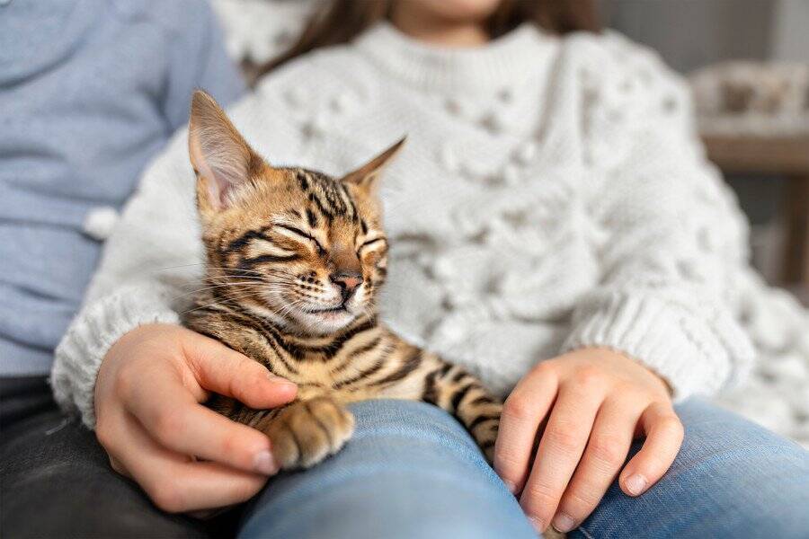 本が大好きニャン！　熱心に「図書館通い」を続けた猫たち　英国