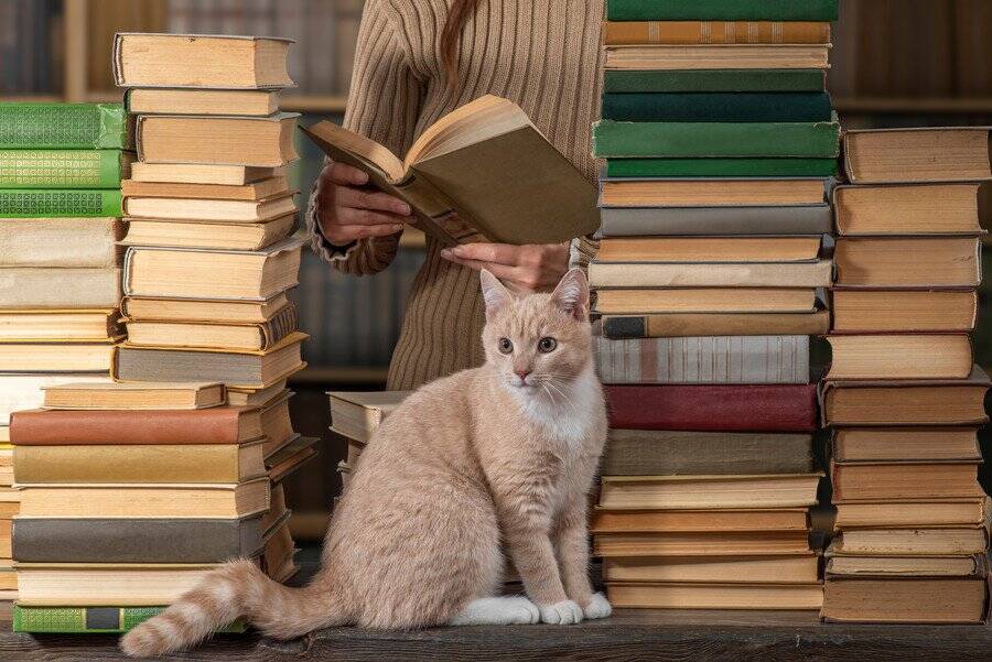 本が大好きニャン！　熱心に「図書館通い」を続けた猫たち　英国