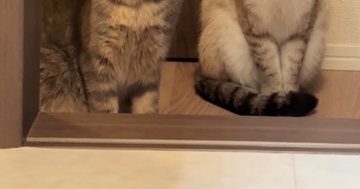 ドライヤーが終わるのを近くで待っていた2匹の猫…『表情と耳』があまりにも可愛すぎると31万再生「ジワジワかかる圧ｗ」「やだよねー音ｗ」