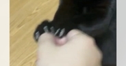飼い主の遊びに付き合ってくれる黒猫→『顔』を見ると…可愛すぎる表情に６万いいね「なんとも言えない顔が可愛い」「笑ってしまった」と話題