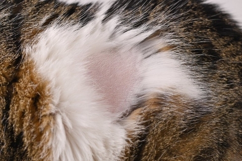 猫が『ヤケド』をしているときの症状5つ　起こりやすい状況や取るべき対応まで解説