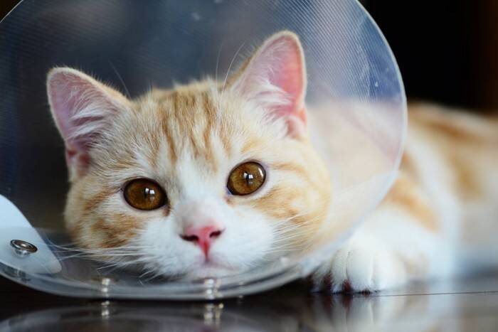 猫が『ヤケド』をしているときの症状5つ　起こりやすい状況や取るべき対応まで解説
