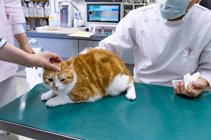 猫が『ヤケド』をしているときの症状5つ　起こりやすい状況や取るべき対応まで解説