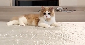 シーツの上で待機する猫→波のように動かしてあげると…ほっこりするやり取りが50万再生「ずっと遊んでいられる自信あるｗ」「かわいいｗ」