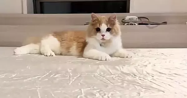 シーツの上で待機する猫→波のように動かしてあげると…ほっこりするやり取りが50万再生「ずっと遊んでいられる自信あるｗ」「かわいいｗ」