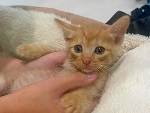 仕事中、『息子が猫を連れて帰ってきた』と家族からのLINE→『２匹は飼えないよ』と伝えた結果…素敵な展開に反響「家がにぎやかになるね」