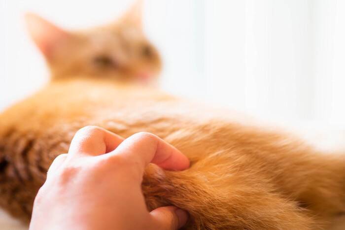 猫が『お尻を撫でられたがる』理由3つ　愛猫を虜にさせる上手な撫で方のコツも