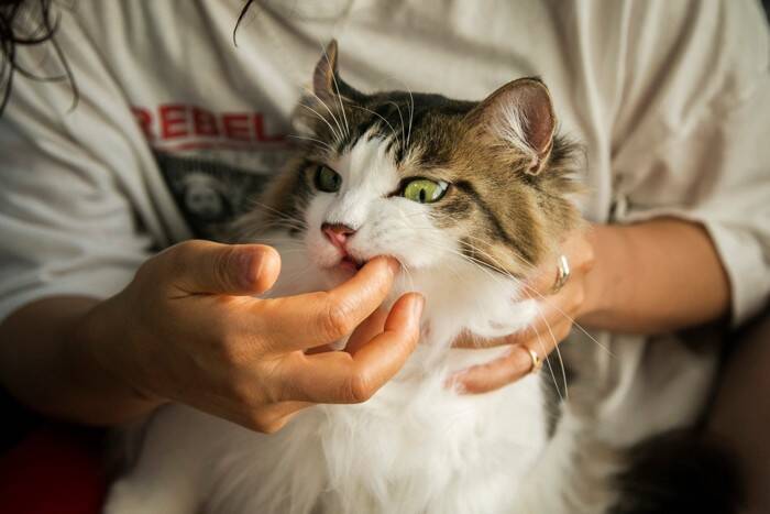 猫の『歯磨きをサボる』と起こりうるリスク3つ　習慣にすべき理由や嫌がるときの対処法