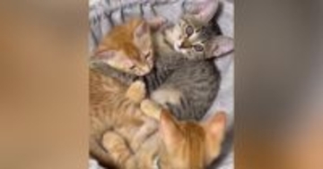 ハンモックで一緒にくつろぐ『３匹の子猫』→余裕で入れていたのが……大きくなった『現在の様子』に反響「ギュウギュウｗ」「可愛い～」