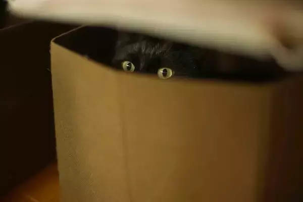 猫が『隠れやすい』お家の中の場所4選　身を潜める理由や出てこないときの対処法