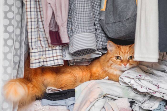 猫が『隠れやすい』お家の中の場所4選　身を潜める理由や出てこないときの対処法