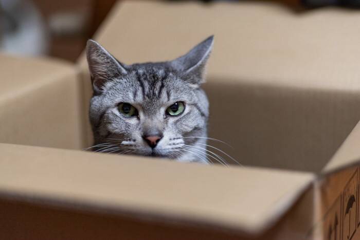 猫が『隠れやすい』お家の中の場所4選　身を潜める理由や出てこないときの対処法