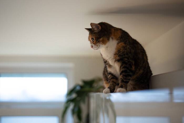 猫が『隠れやすい』お家の中の場所4選　身を潜める理由や出てこないときの対処法