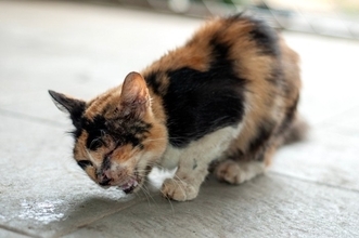猫が『咳をしている』ときに考えられる原因4つ　病気のリスクや取るべき対処法も解説