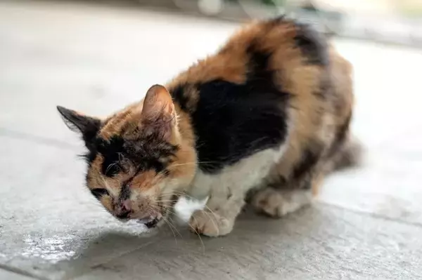 猫が『咳をしている』ときに考えられる原因4つ　病気のリスクや取るべき対処法も解説