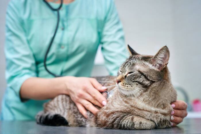猫が『咳をしている』ときに考えられる原因4つ　病気のリスクや取るべき対処法も解説