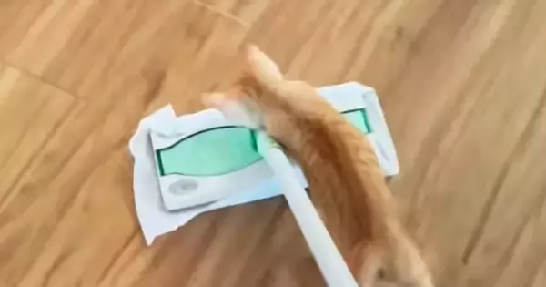 床掃除を始めたら、子猫が近づいてきて…思わず笑ってしまう『可愛い光景』が60万再生「毎日掃除したくなるねｗ」「AIかと思ったｗ」