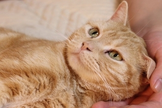 猫を『粘着質』にさせる飼い主のNG行為3つ　しつこくなる理由や適切な接し方まで解説