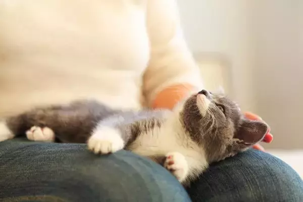 猫が『飼い主の上に乗ってくる』理由5つ　場所によって異なる意味や応え方も解説