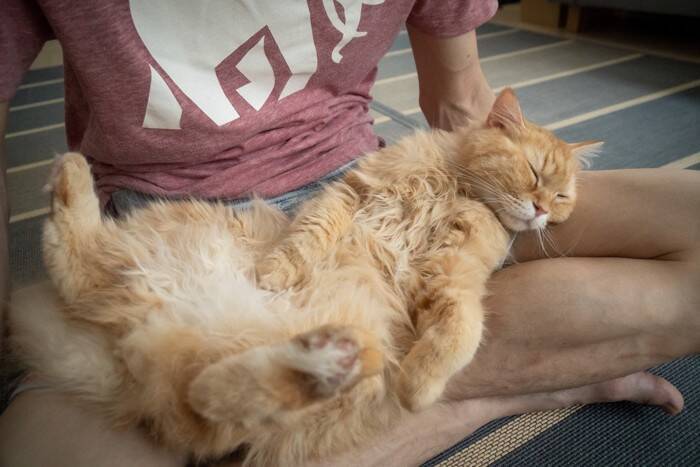 猫が『飼い主の上に乗ってくる』理由5つ　場所によって異なる意味や応え方も解説