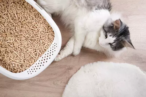 猫に『トイレトレーニング』を教えるときのポイント6つ　効果的な手順や注意点もご紹介